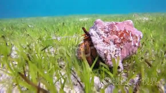 隐蟹Pagurus sp 在它的外壳里，马尔代夫