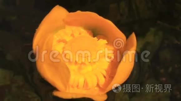 黄花菜视频