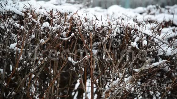 冬天在暴风雪中灌木丛视频