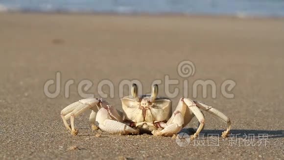 海滩上的鬼蟹视频