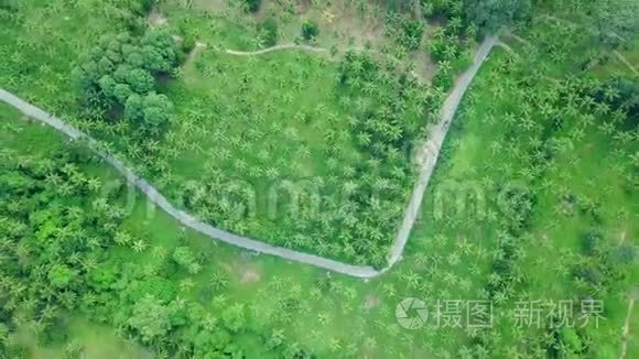 穿过椰棕树种植园的道路鸟瞰图视频