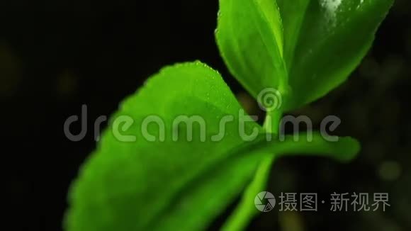 橙树的小绿芽大平底锅视频