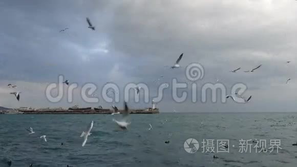 一群海鸥飞过海面视频