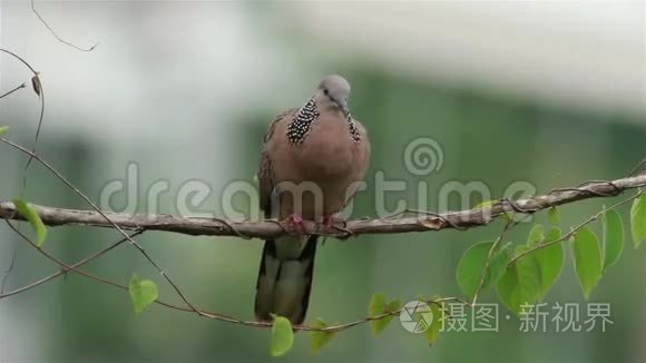 斑点鸽子视频