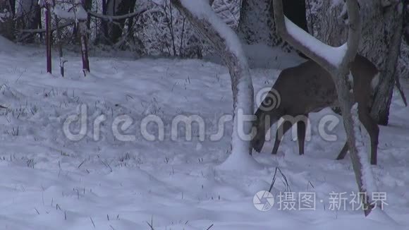 旧花园冬雪视频