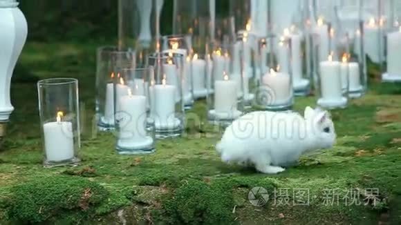 白兔对绿苔的婚礼装饰视频