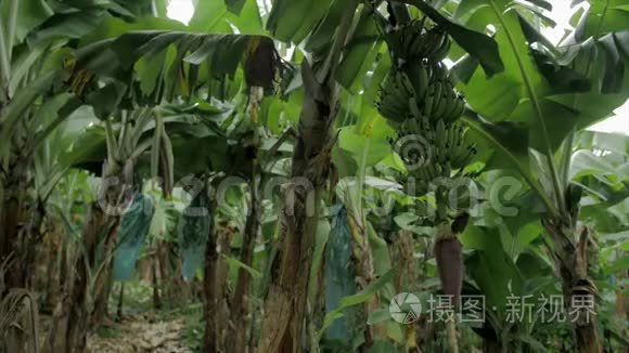 香蕉田和一串绿色香蕉视频