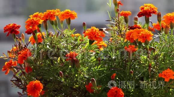 蜜蜂采集花蜜视频