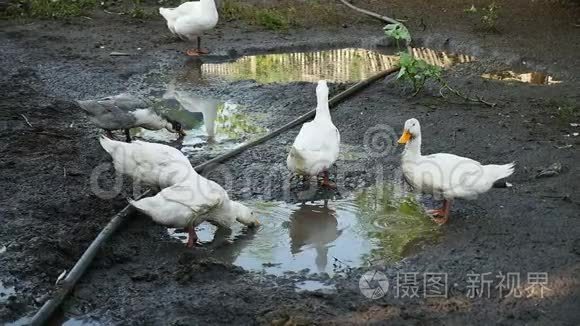 鸭子和水坑池塘在室外倾斜视频