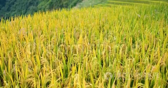 水稻稻田在干旱季节视频