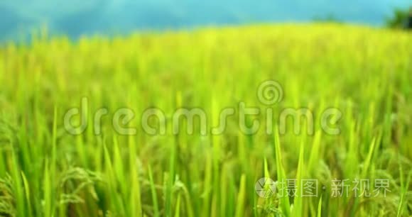 水稻稻田在干旱季节视频