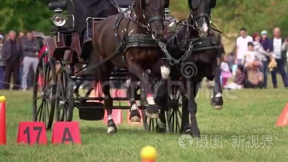 两匹马的马车比赛视频