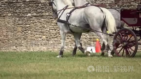 两匹马的马车比赛视频