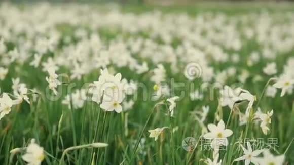 迷人的近景红名单水仙花。 令人惊叹的风景。 周围没有人。 在外面拍摄，春天