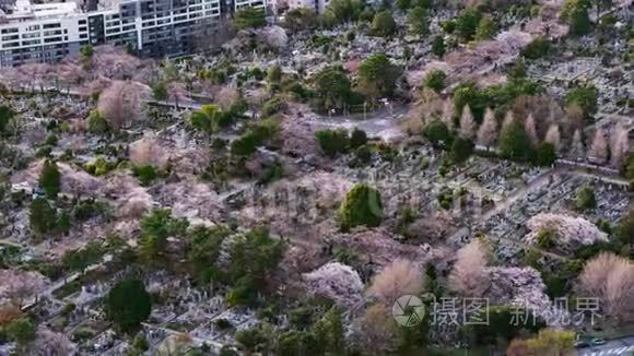 日本东京青山墓园樱花时间流逝