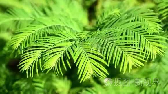 绿色的蕨类植物在风中飘扬视频