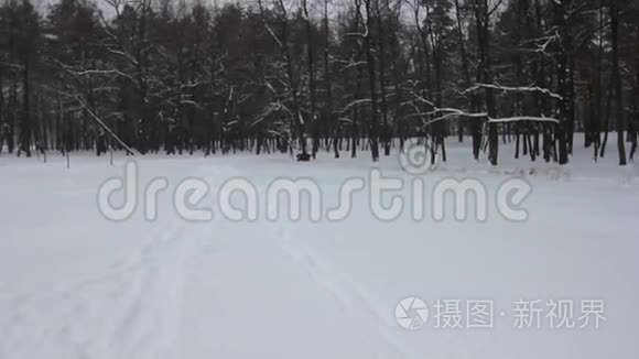 白雪覆盖了冬天森林中的树木和道路