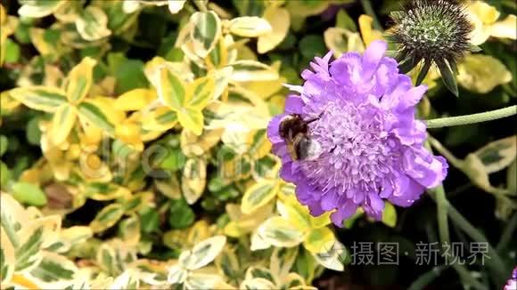 大黄蜂在沙比奥沙花上