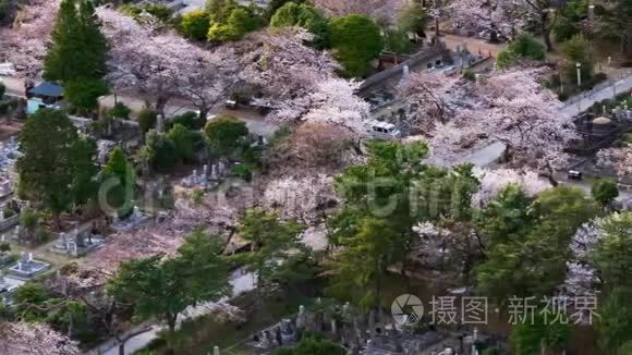 日本东京青山墓园樱花时间流逝