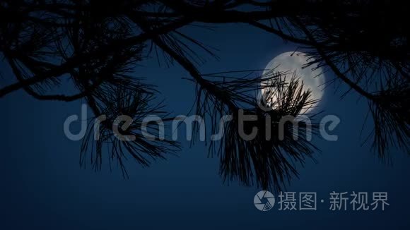 月亮在尖尖的树枝后面视频