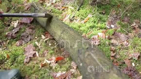 伐木工人正在砍倒枯树视频