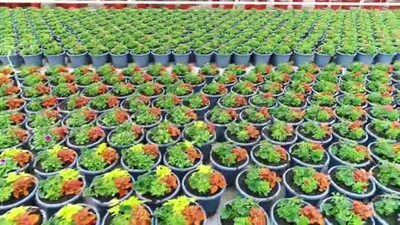 种植花卉的温室出售花卉种植花卉花卉经营花卉配绿mp41080P视频素材