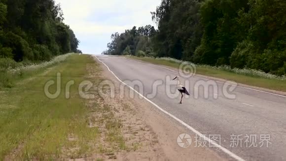 大鹳从路边的地上起飞视频