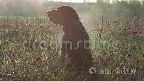 德国短毛指针在球场上摆姿势视频