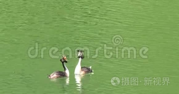 雄鸟和雌鸟求爱的仪式视频