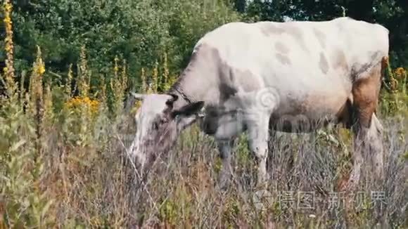 白大牛正在草地上吃草视频