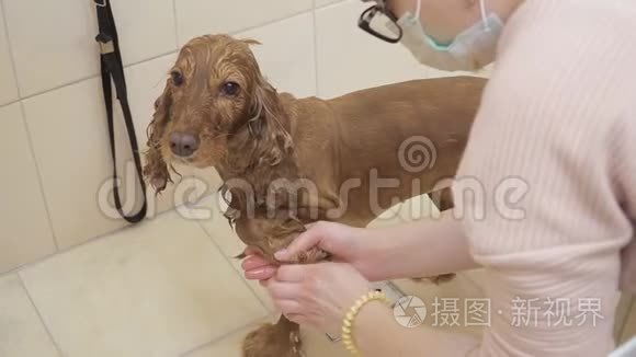 女洗鸡犬在洗澡视频