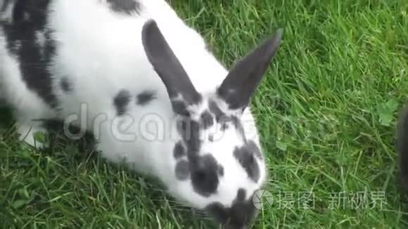 兔子一起吃草视频