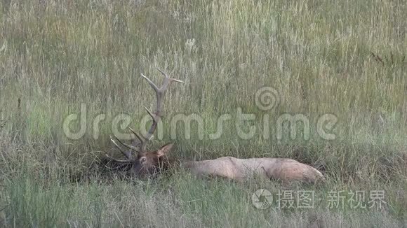 公牛麋鹿在罗特沃林视频