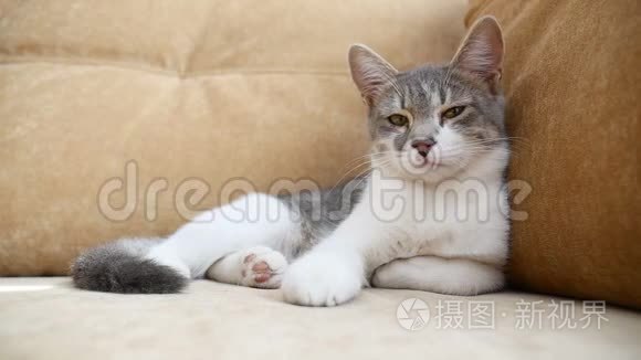 猫在沙发上休息。 可爱的猫在室内休息