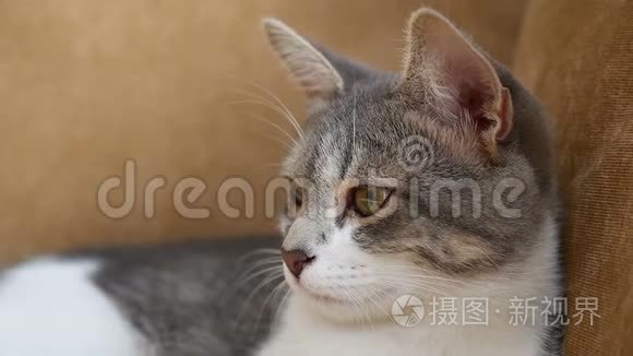 猫在沙发上休息。 在室内休息的可爱猫宠物