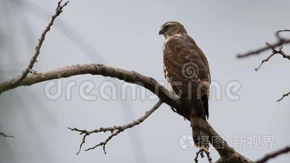 泰国的ShikraAccipiter Badius鸟