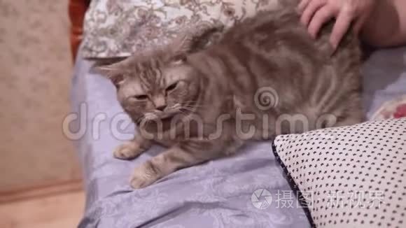 女人爱抚躺在床上的苏格兰猫视频