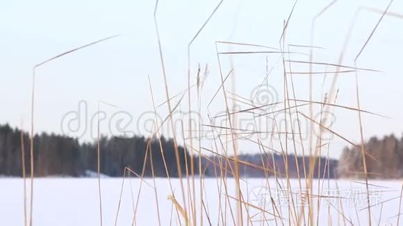 芦苇在微风中飞舞视频