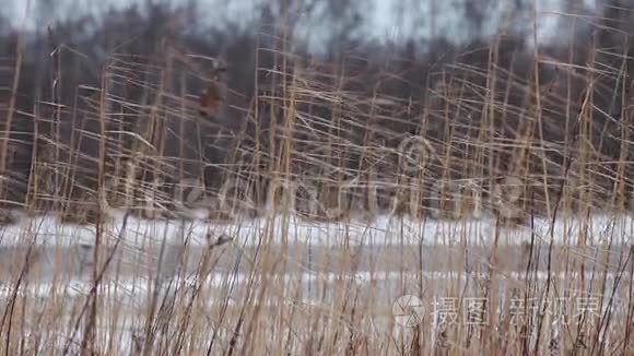 冬天的干燥芦苇视频