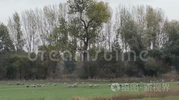 德国勃兰登堡莱茵卢赫地区的一片草地上，一群鹤鸟在觅食。 秋鸟迁徙