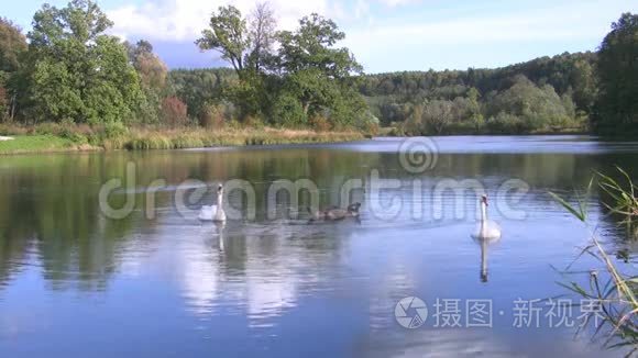 天鹅湖视频