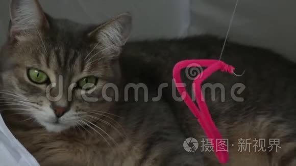 可爱俏皮的猫肖像绿色眼睛特写