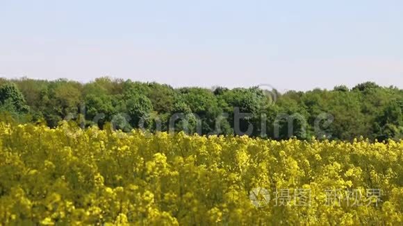 昆虫授粉菜籽油田视频