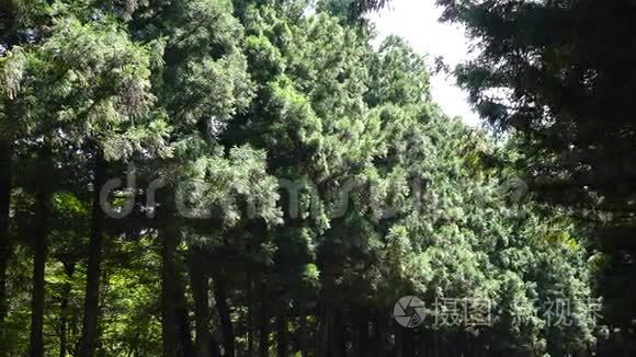 韩国济州市夏季松树林视频