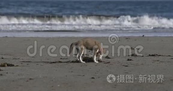 可爱的狗在沙子里挖视频