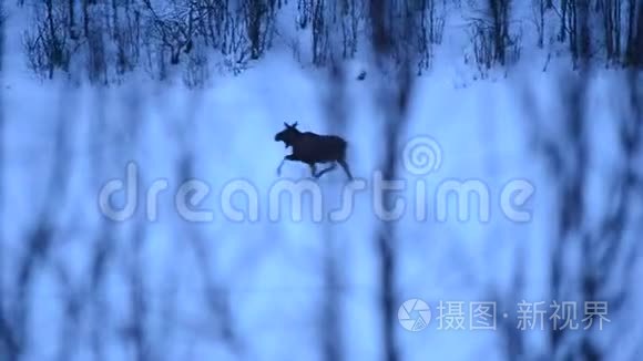 冬季在河冰上行走的雌性麋鹿视频