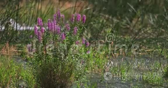 粉红色的花克拉卡河