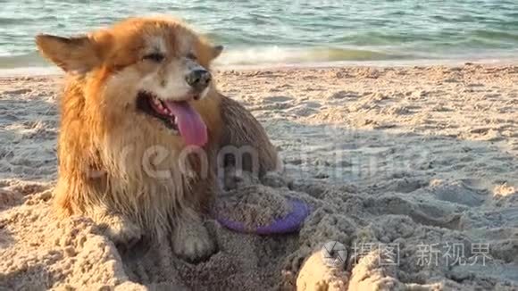 快乐的威尔士考吉毛狗宠物在沙滩上玩耍