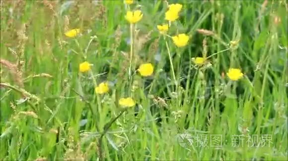 黄色野生花牛油和草视频