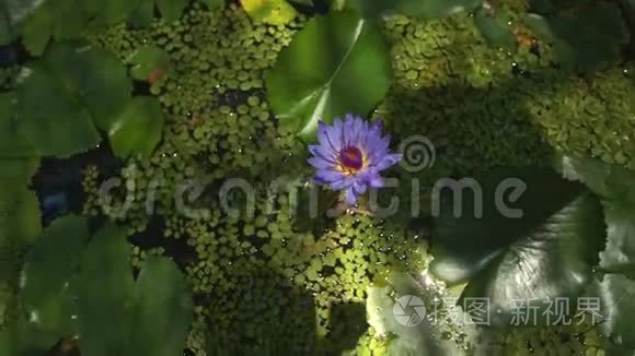 紫莲花室内池圆叶天花板反光视频